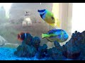 Mis tres peces marinos