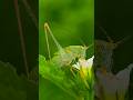 MACRO PHOTOGRAPHY WITH APEXEL 100MM 4K HD MACRO LENS🔥😍 #NATU ..