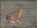 Wild Hares at Altcar
