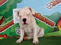 English bulldog For Sale - Gallaxhar - http://www.bullcanes.net - ceo@bullcanes.net