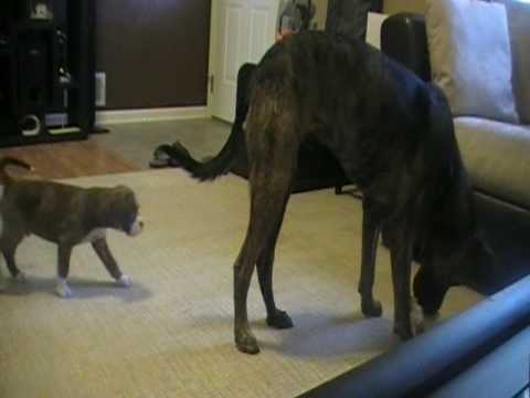 bullmastiff