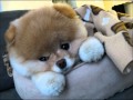 Cachorro Boo :)