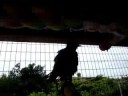 starling