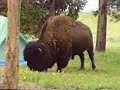 Bison Walks Through Our Campsite - Yellowstone