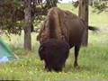 Bison Walks Through Our Campsite - Yellowstone