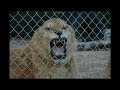 Big Cats - Valley Of the Kings