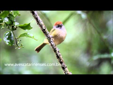 Verdinho-coroado - Cristiano Voitina