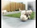 Bull Terriër Snoet: summer continues