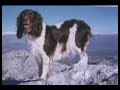 Lily, english springer spaniel Lily, english springer spaniel