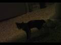 Wild Cats in Qatar
