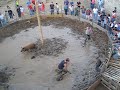 Giochi popolari : caccia al cinghiale (2) - Brognaturo 2008