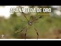 Araña Seda De Oro