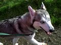 Kavik in the park part1