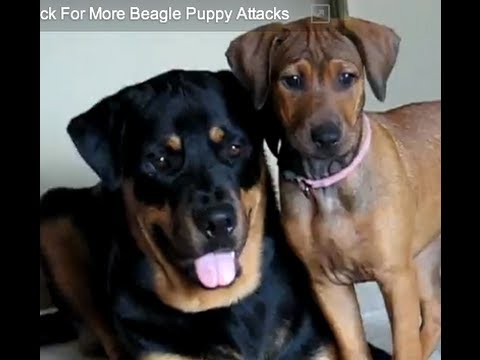 Pitbullpuppies Youtube on Beagle Puppy Attacks Toy  Rottweiler   Co  Amused    Doberman Puppies