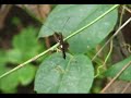 Monteverde Cloud Forest Reserve