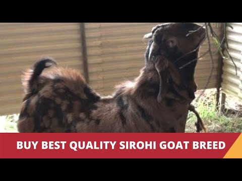 rajasthan goat farming - Sirohi Goat - a goat breed from Rajasthan. For more click on - http://www.indiavideo.org/kerala/travel/sirohi-goat-breed-8953.php.