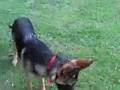 deutscher schäferhund Maggy