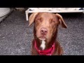 KRISTEN the Lab/Aussie Mix