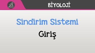 Sindirim Sistemi - Giriş