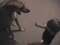 Baby laughing at Great Dane