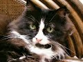 Operation infiltration cat vol.13