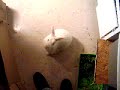 Snowflake the Bunny Rabbit Standing up for a Banana