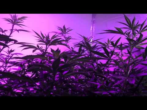 how to use sensi grow a and b in soil