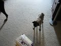 Rosco and the box