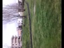 Cane Addestrato