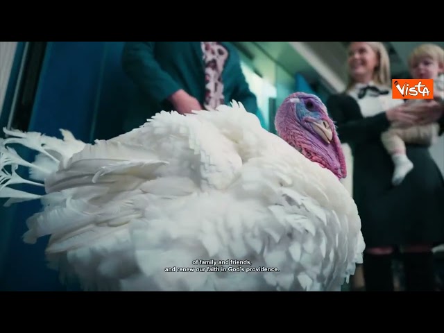 I tacchini Gobble e Waddle passeggiano in giardino Casa Bianca prima della cerimonia di grazia