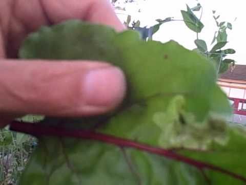 how to control leafminers