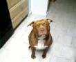brooklyn pitbull says i love you..www.brooklynbluepitbulls.com