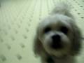 videos de Skippy As Cute As Can Be!!