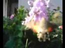 hummingbird-hawkmoth-macroglossum-stellatarum.html