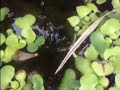 pond
