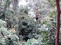 Flight of the Gibbon, Joanna Jan 2009