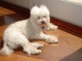 My dog Fluffy/ (frencho)/Th0Mb3eS