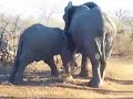 Mom & Baby Elephant 2