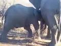 Mom & Baby Elephant 2