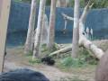 LA Zoo Jan 1 2009
