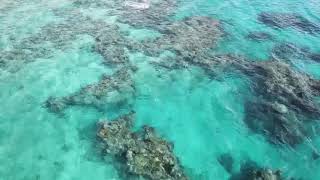 الحزام المرجاني في ام الرشراش