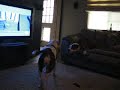 Sweetie and Magnum play inside Sweetie and Magnum play inside