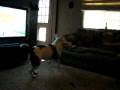 Sweetie and Magnum play inside