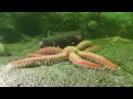 North Sea Marine Life 1280x720 HD