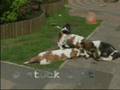 Basset Hound video