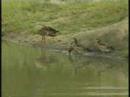 Birds! Birds! Birds! 15