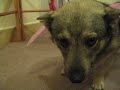Swedish vallhund sad
