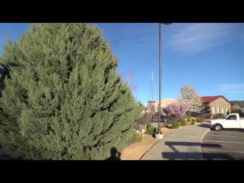 how to fertilize italian cypress trees