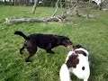 Diezel en Sipke aan het spelen in de wei