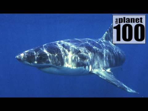 Top 5 Endangered Sharks 